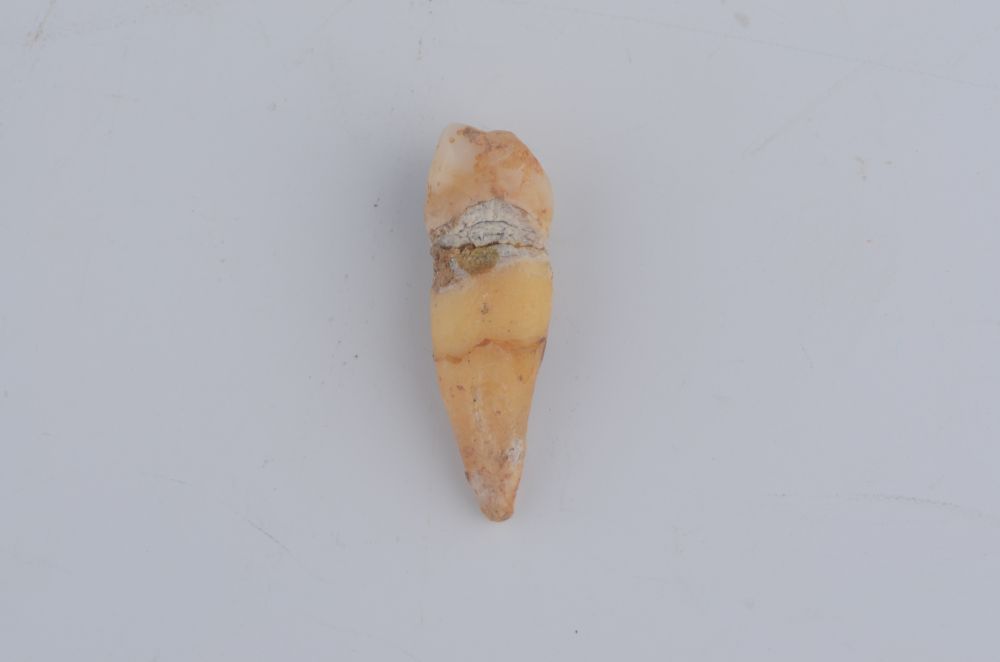 旧石器时代晚期落笔洞遗址人牙化石(犬齿)